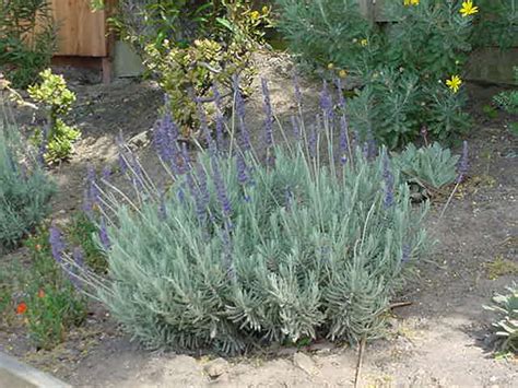 Lavandula 'Goodwin Creek' (Lavender Hybrid)