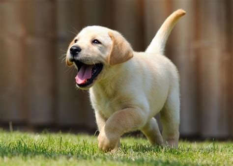 a puppy running in the grass with its mouth open