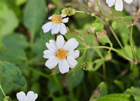 Bidens Plant: Care and Growing Guide