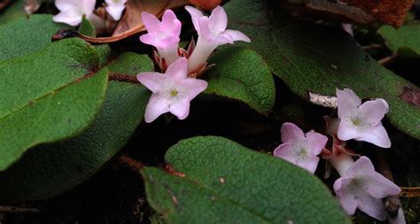 Massachusetts State Flower - The Mayflower - ProFlowers Blog