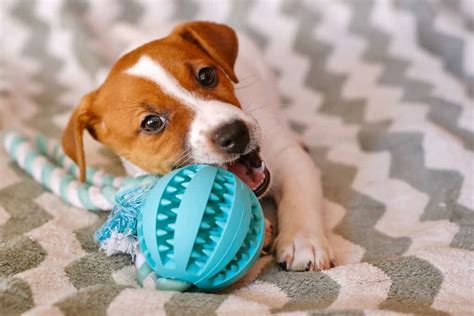 299+ Jack Russell Names (Exciting Ideas For Your New Pup!)