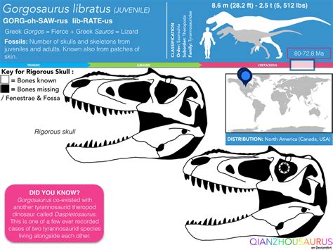 Gorgosaurus libratus juvenile skull skeletal by Qianzhousaurus on ...