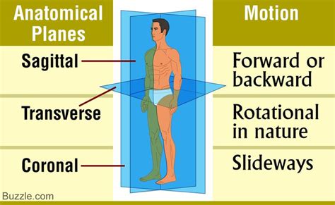 Human movements are described in terms of three anatomical planes that ...