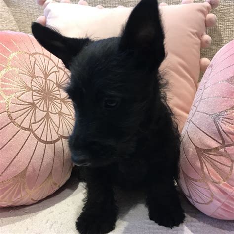 Scottish Terrier Puppies For Sale | Birmingham, AL #187366