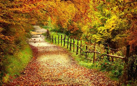 Autumn Path HD desktop wallpaper : Widescreen : High Definition ...