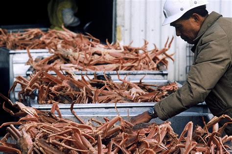 Alaska faces unprecedented decline as snow crab season canceled ...