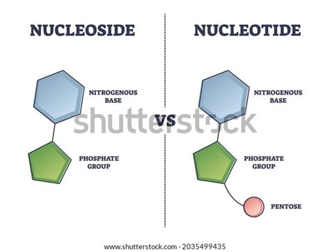 Nucleotide Nucleoside