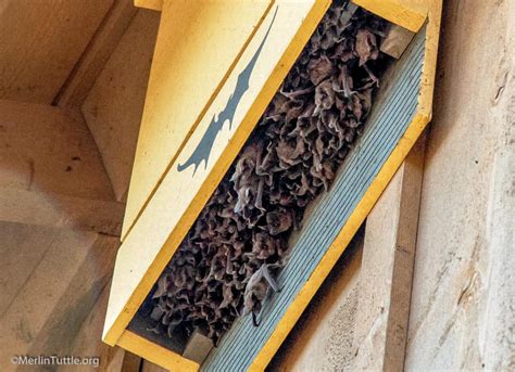 Improving Bat Houses in America: - Merlin Tuttle's Bat Conservation