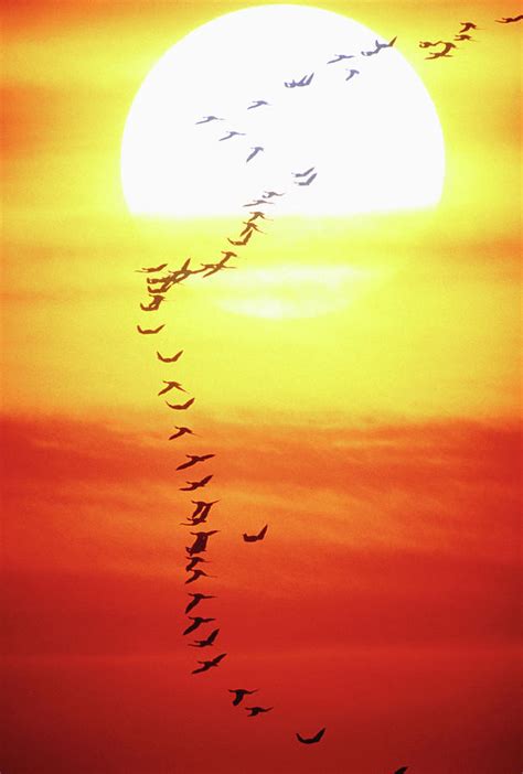 Birds Flying In Formation, Sunset by David De Lossy