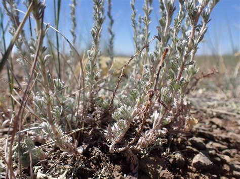 Pasture sagewort — Edmonton & Area Land Trust