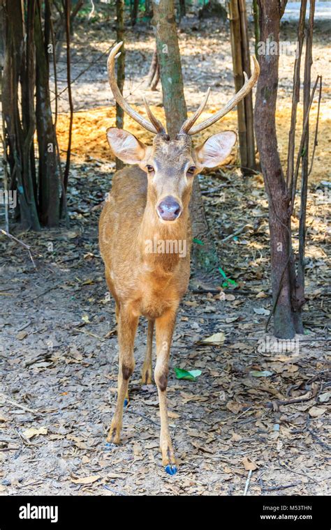 The Indian hog deer (Hyelaphus porcinus) is a small deer whose habitat ...