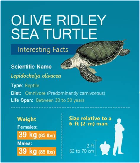 Olive Ridley sea turtles - Universal Group Of Institutions