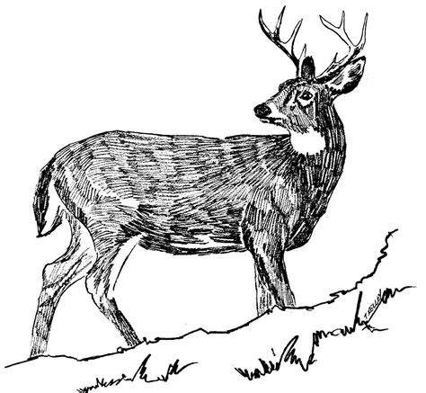 Free picture: white tailed, deer, black and white, line, art, drawing