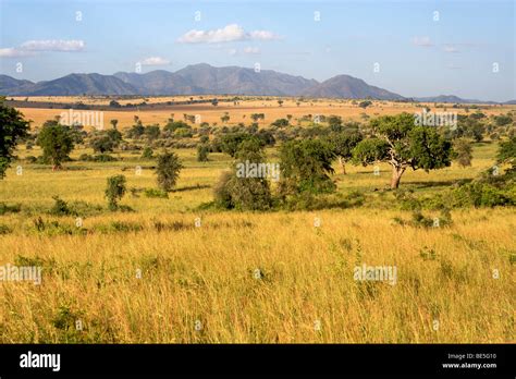 African plains landscape hi-res stock photography and images - Alamy