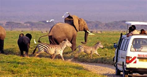 3 Days Amboseli National Park Wildlife Safari | Kenya Safaris