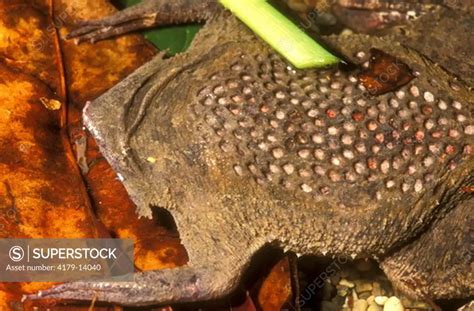 Surinam Toad (Pipa pipa) back w/ holes, unfertile eggs - Columbia ...