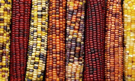 Flint Corn Photograph by Science Photo Library - Fine Art America