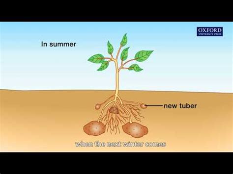 Animation 12.1 The process of vegetative propagation - YouTube