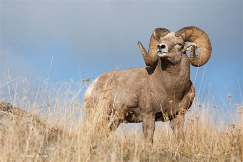 Bighorn Sheep wallpapers, Animal, HQ Bighorn Sheep pictures | 4K ...