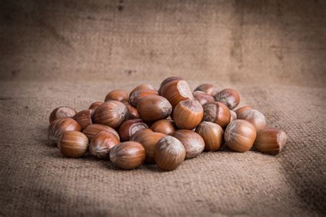 Hazelnut Free Stock Photo - Public Domain Pictures