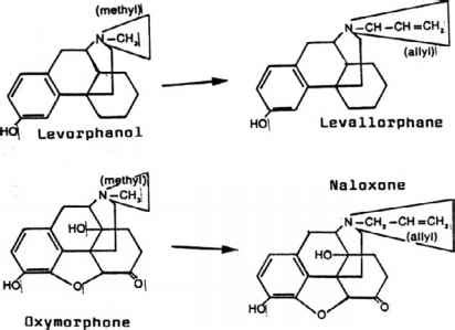 Specific Binding Sites For Opioids In The Cns - Respiratory Depression