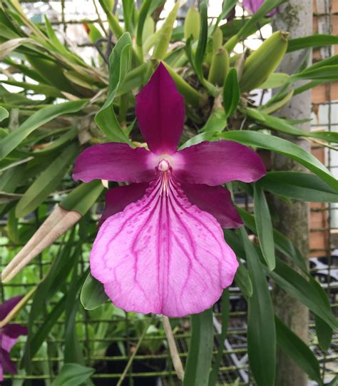 Miltonia spectabilis var. moreliana 'Select' #miltonia #orchid #purple #orchidsbyhausermann ...