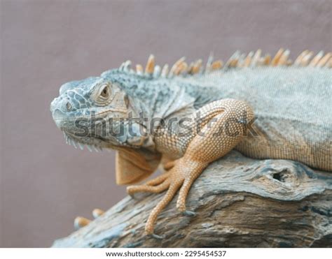 262 Cold Blooded Adaptation Images, Stock Photos & Vectors | Shutterstock