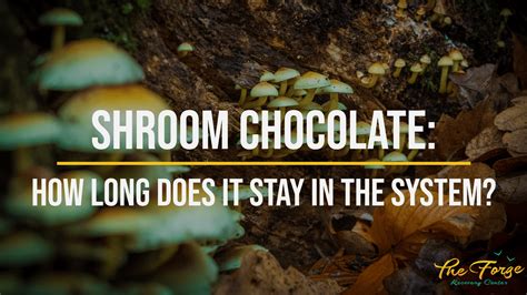 Shroom Chocolate: The Dangers of Mushroom Chocolate, Side Effects, & More