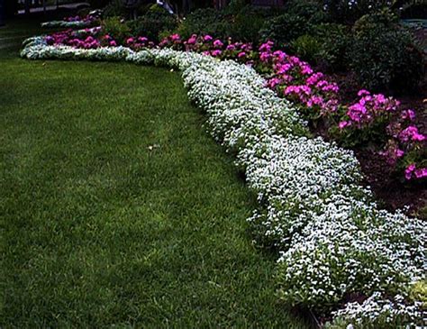 sweet alyssum - white | flowers | Pinterest | Gardens, Plants and Sweet