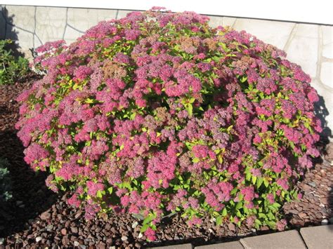 Magic Carpet Spirea - Blue Grass Nursery, Sod and Garden Centre: Calgary, Edmonton and Red Deer ...