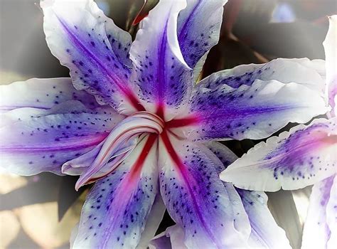 purple lilies - Google Search | Purple lily, Tiger lily flowers, Lily ...