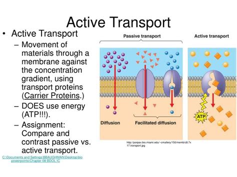 Active Transport