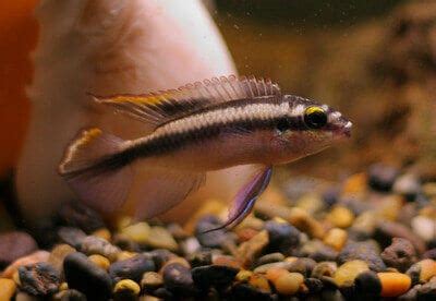 10 Most Peaceful Cichlids | African And South American Cichlids List