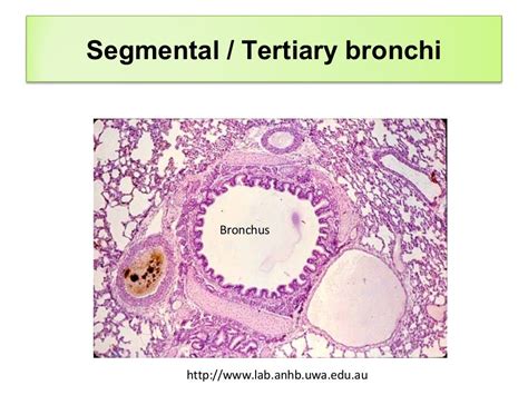 Histology of respiratory system