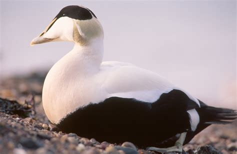 What's your favourite bird? | Scottish Wildlife Trust