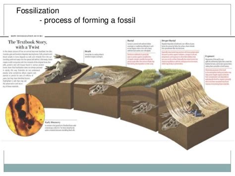 Diagram of Fossil Formation images