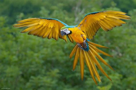 Parrots Flying In The Rainforest - Virtual University of Pakistan