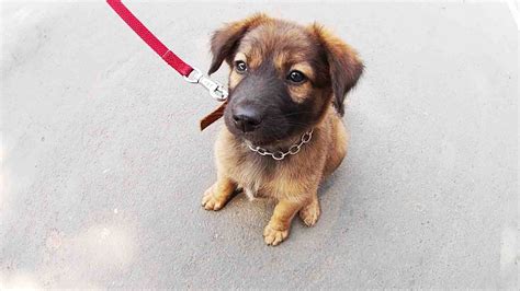 Chocolate Lab German Shepherd Mix Puppies : Black Shepard Labrador Mix Puppy So Adorable Dogs ...