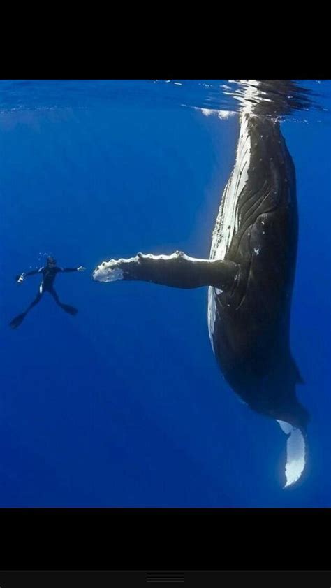 Scuba dive with whales.! AWESOME! | Whale, Diving, Underwater