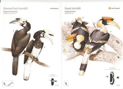 Hornbill Guide – Shop Malaysian Nature Society