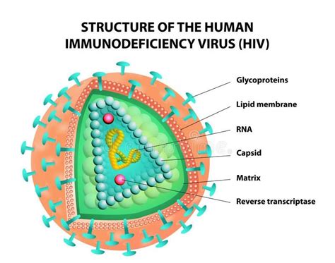 Biology Virus Labeled Diagram - Virus Info