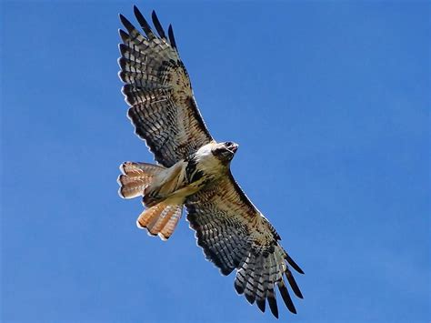 🔥 [50+] Red Tail Hawk Wallpapers | WallpaperSafari