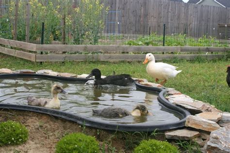 Love this idea for the duck lounge area. | Building a pond, Backyard ducks, Pond