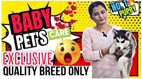 BABY PET'S CARE|BEST DOG KENNEL IN KOLKATA|KOLKATA DOG KENNEL|KOLKATA ...