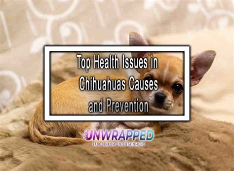 Top Health Issues in Chihuahuas Causes and Prevention