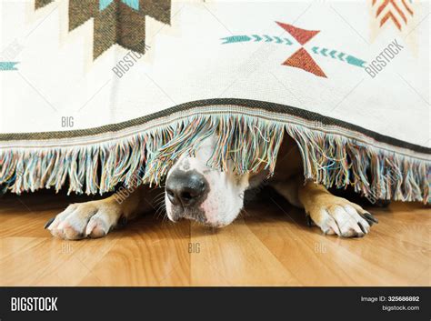 Dog Hiding Under Sofa Image & Photo (Free Trial) | Bigstock