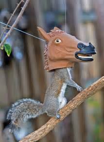 HORSE HEAD SQUIRREL FEEDER | Men's Gear | Squirrel funny, Squirrel feeder, Squirrel feeders