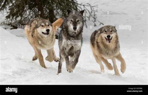 Gray Wolf or Timber Wolf, pack behavior in winter, (Captive) Canis lupus, Montana Stock Photo ...