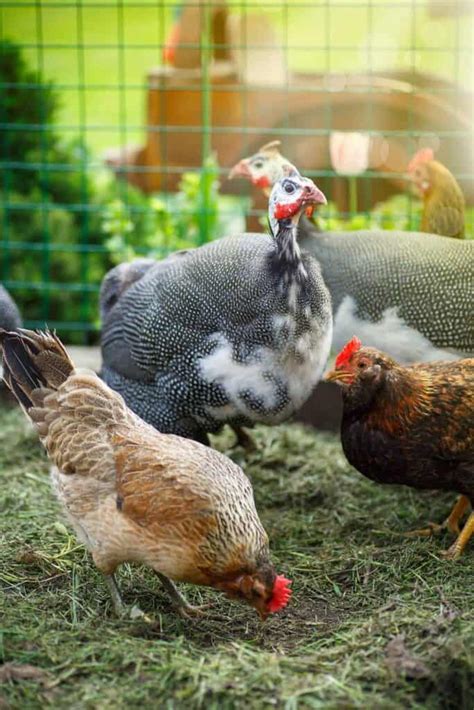 Guinea Fowl: Everything You Need To Know About These Unique Birds ...