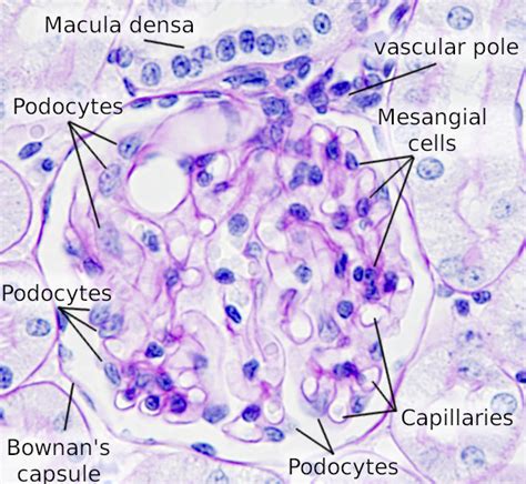 Glomeruli Histology